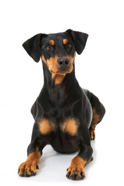 Alman pinscher köpeği beyaz üzerine izole edilmiş.