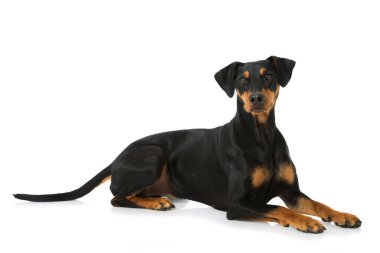 Alman pinscher köpeği beyaz üzerine izole edilmiş.