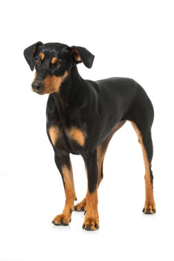 Alman pinscher köpeği beyaz üzerine izole edilmiş.