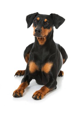 Alman pinscher köpeği beyaz üzerine izole edilmiş.