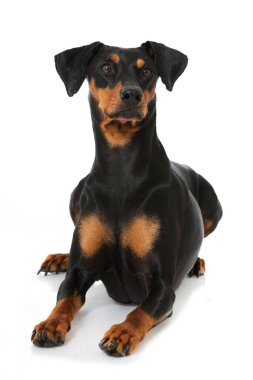 Alman pinscher köpeği beyaz üzerine izole edilmiş.