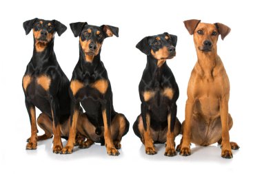 Dört Alman pinscher beyazda izole edilmiş.