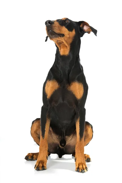 Tyska Pinscher Hund Isolerad Vit — Stockfoto