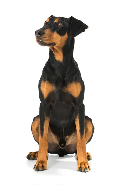 Német Pinscher Kutya Elszigetelt Fehér — Stock Fotó