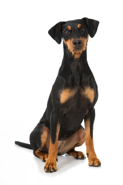 German Pinscher Dog Isolated White — Stock Photo, Image