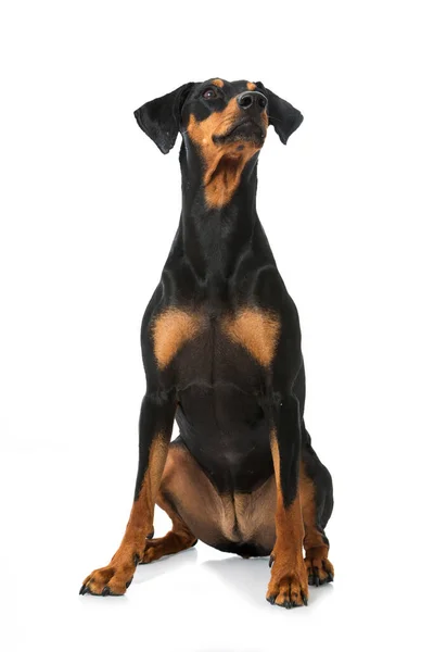 Perro Pinscher Alemán Aislado Blanco — Foto de Stock