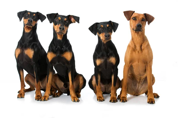 Fyra Tyska Pinscher Isolerad Vit — Stockfoto