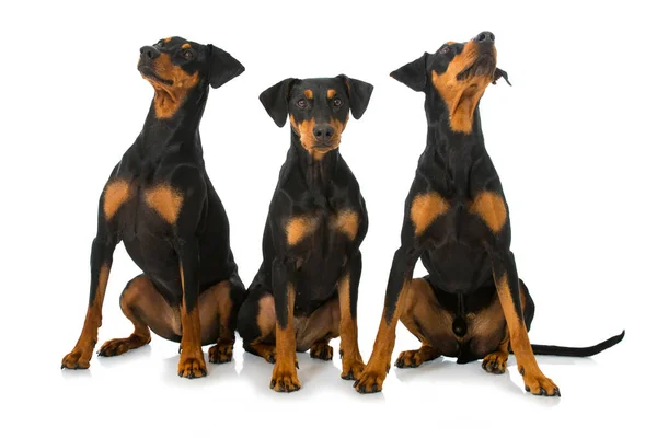 Three German Pinscher Isolated White — Stock Photo, Image