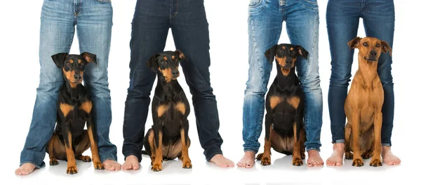 Cães Entre Pernas Isoladas Branco — Fotografia de Stock