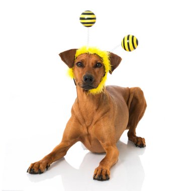 Beyaz bir arı gibi izole edilmiş