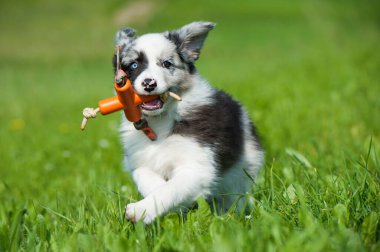 Çayırda oynayan Border collie yavrusu