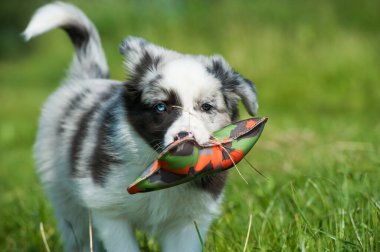 Çayırda oynayan Border collie yavrusu