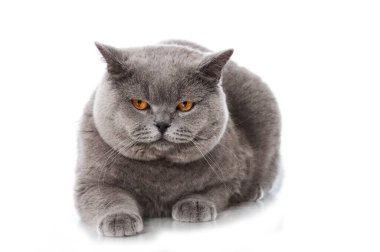 İngiliz kısa hava kedisi beyazda izole edilmiş.