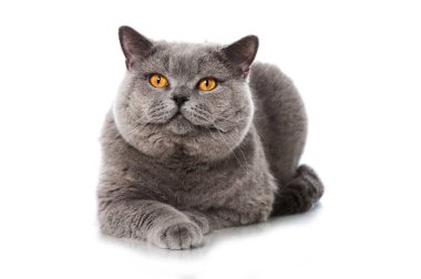 İngiliz kısa hava kedisi beyazda izole edilmiş.