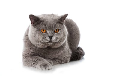 İngiliz kısa hava kedisi beyazda izole edilmiş.