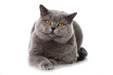 İngiliz kısa hava kedisi beyazda izole edilmiş.