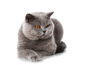 İngiliz kısa hava kedisi beyazda izole edilmiş.