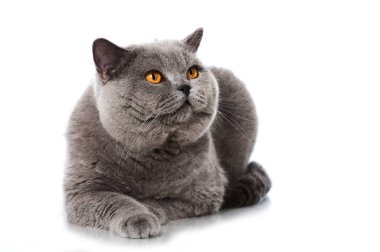 İngiliz kısa hava kedisi beyazda izole edilmiş.