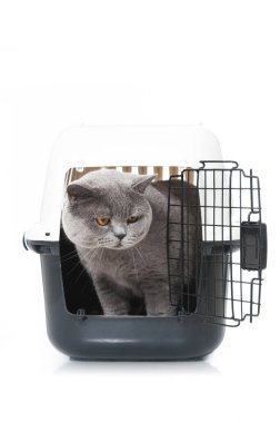 Beyaz bir kutunun içindeki kedi.