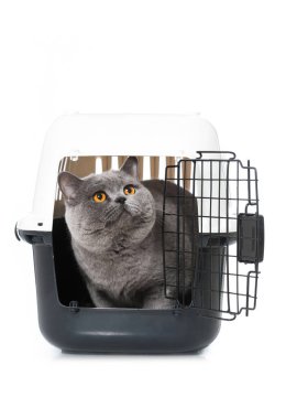 Beyaz bir kutunun içindeki kedi.