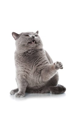 İngiliz kısa hava kedisi beyazda izole edilmiş.