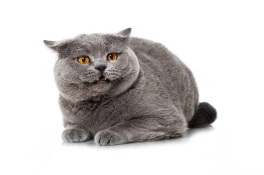 İngiliz kısa hava kedisi beyazda izole edilmiş.