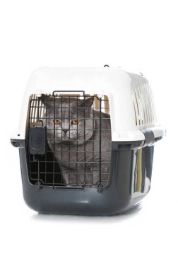 Beyaz bir kutunun içindeki kedi.