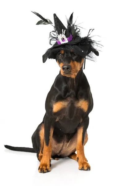 Dog Witch Isolated White — Stock Photo, Image