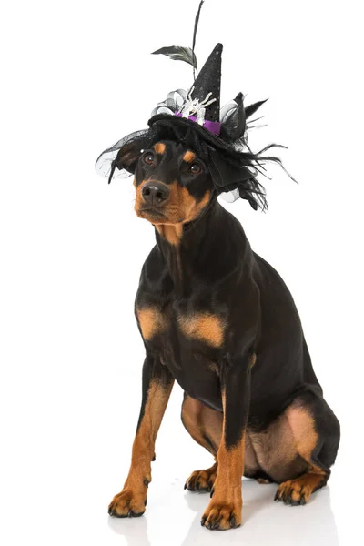 Dog Witch Isolated White — Stock Photo, Image