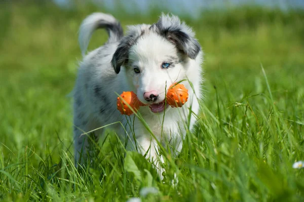 Grens Collie Puppy Spelen Een Weide — Stockfoto