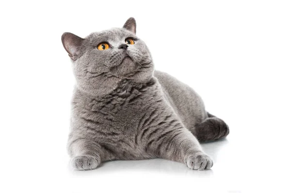 Британская Короткошерстная Кошка Изолирована Белом — стоковое фото