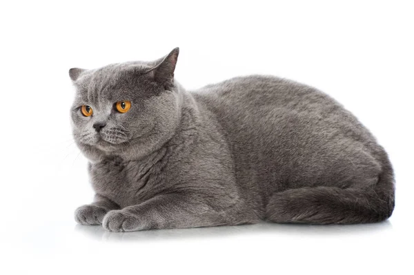 Britânico Gato Shorthair Isolado Branco — Fotografia de Stock