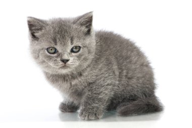 İngiliz kısa hava kedisi beyazı izole etti