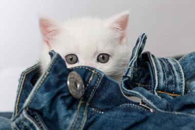 Kot pantolonlu İngiliz kısa hava kedisi