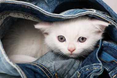 Kot pantolonlu İngiliz kısa hava kedisi