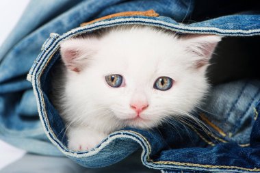 Kot pantolonlu İngiliz kısa hava kedisi