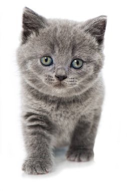 İngiliz kısa hava kedisi beyazı izole etti