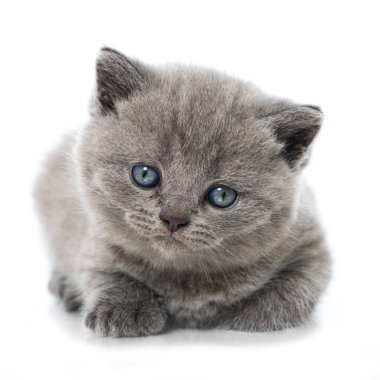 İngiliz kısa hava kedisi beyazı izole etti