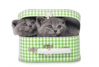 İngiliz kısa hava kedisi bir bavulda