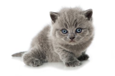 İngiliz kısa hava kedisi beyazı izole etti