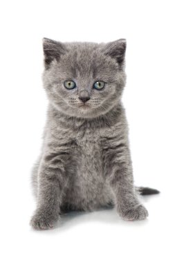 İngiliz kısa hava kedisi beyazı izole etti