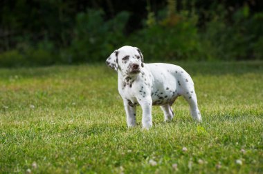 Çayırdaki Dalmaçyalı köpek yavrusu