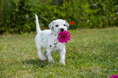 Çayırdaki Dalmaçyalı köpek yavrusu