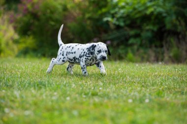 Çayırdaki Dalmaçyalı köpek yavrusu