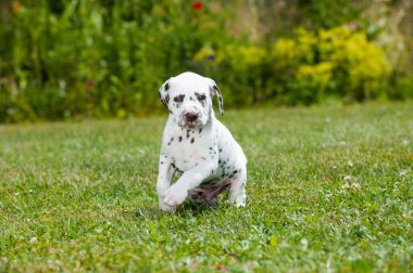 Çayırdaki Dalmaçyalı köpek yavrusu
