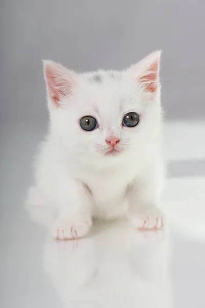 Mignon chaton blanc Stock Photos, Royalty Free Mignon chaton blanc