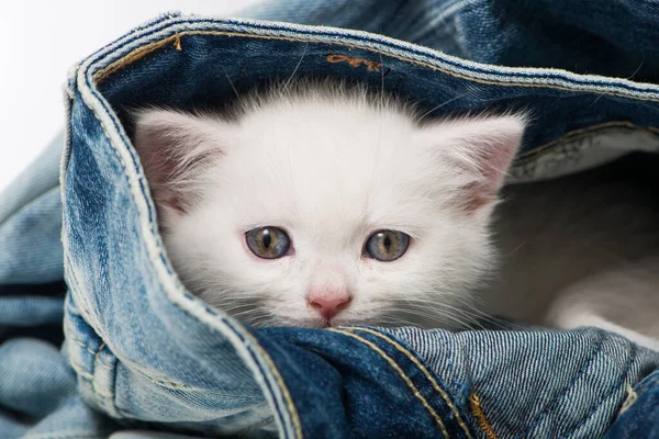 British Shorthair Kitten Jeans — Stock Photo, Image