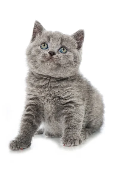 Kucing Bulu Pendek Inggris Terisolasi Pada Warna Putih — Stok Foto