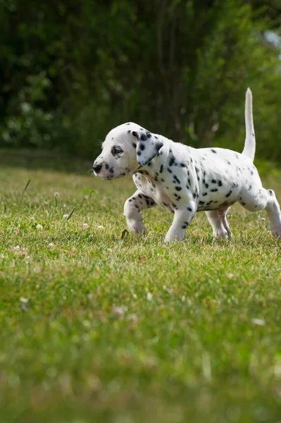 Dalmatian Puppy Meadow — Stock Photo, Image