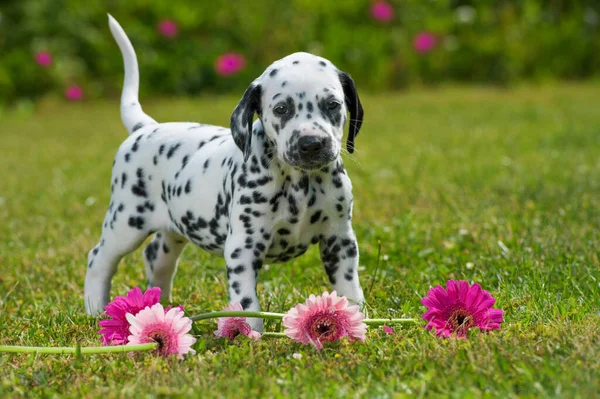 Dalmatiska Valp Äng — Stockfoto